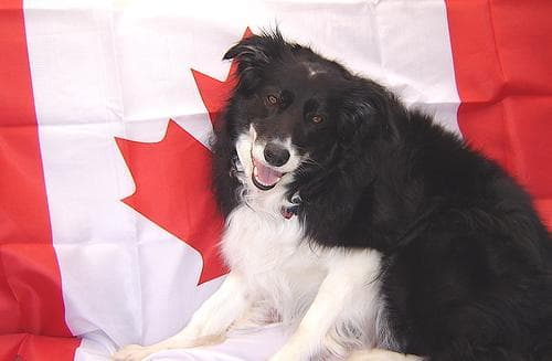 collie
