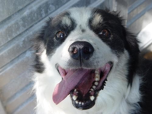 Border Collie