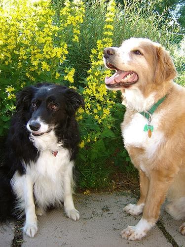 Border Collie