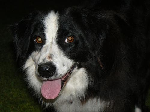 Border Collie