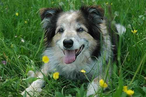 Border Collie