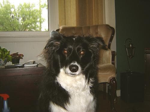 Border Collie