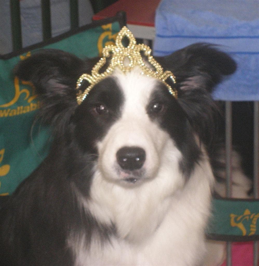 Border Collie