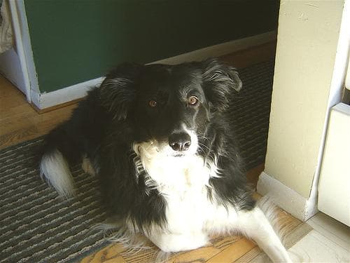 Border Collie