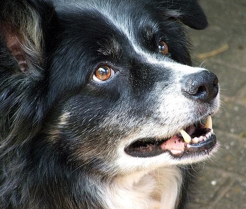 Border Collie