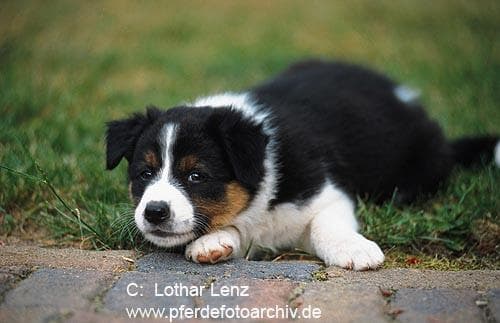 Border Collie