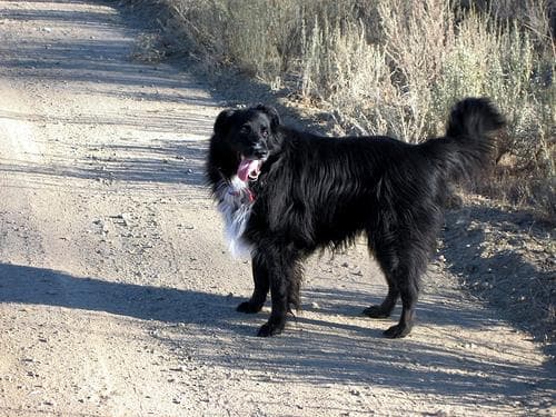 Border Collie
