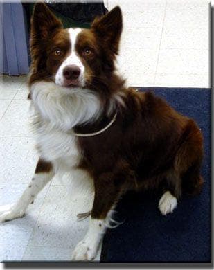 collie