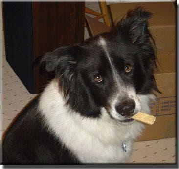 Border Collie