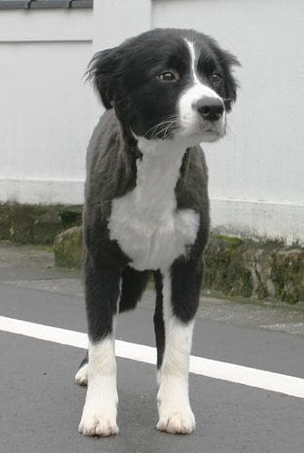 Border Collie