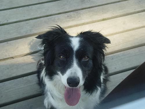 Border Collie