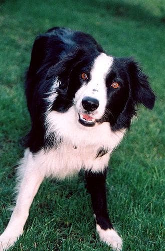 Border Collie