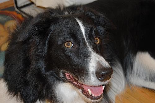 Border Collie