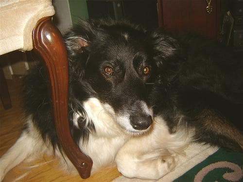 Border Collie