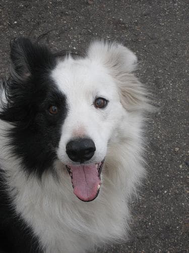 Border Collie
