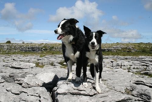 Border Collie