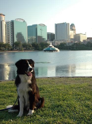 Border Collie