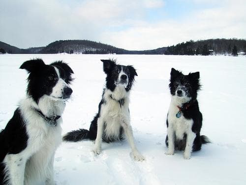 Border Collie