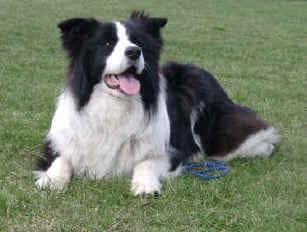collie