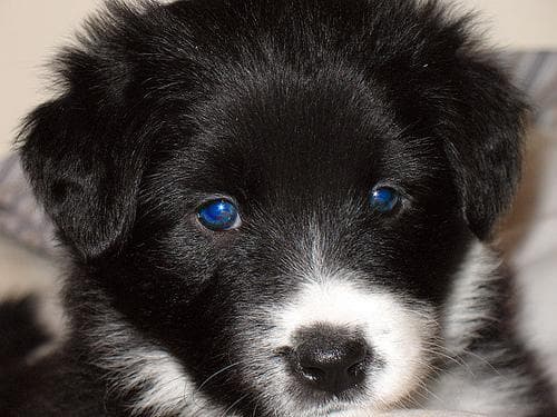 Border Collie