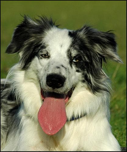 Border Collie