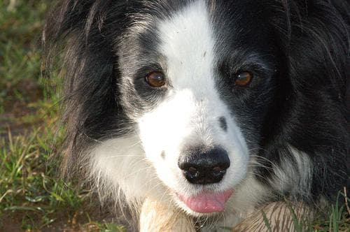 Border Collie