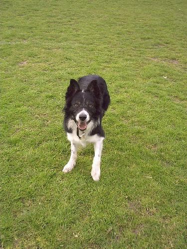 Border Collie