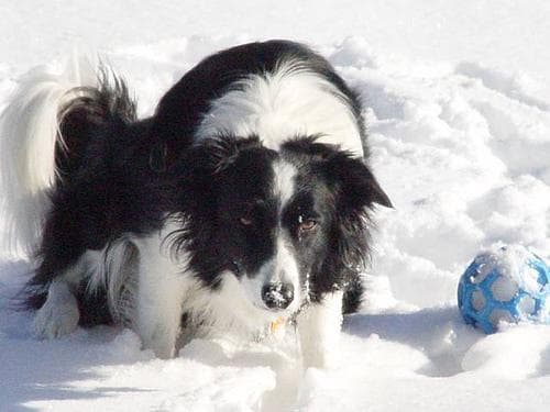 collie