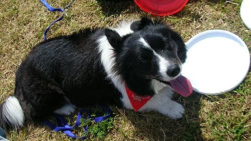 collie