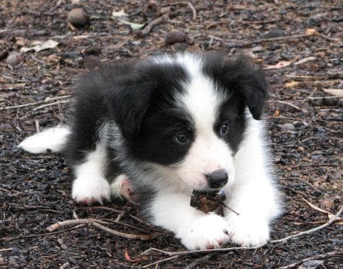 collie