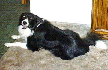 Border Collie