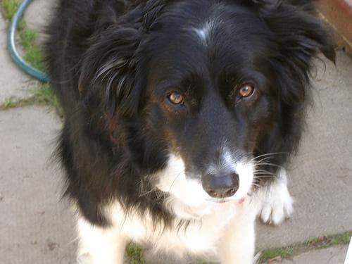 collie