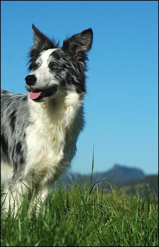 collie