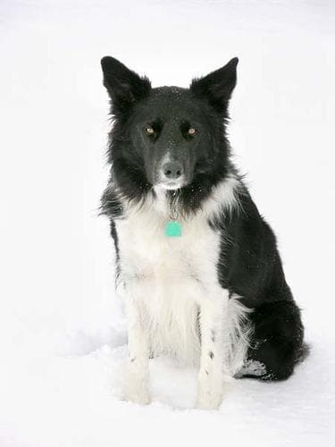 Border Collie