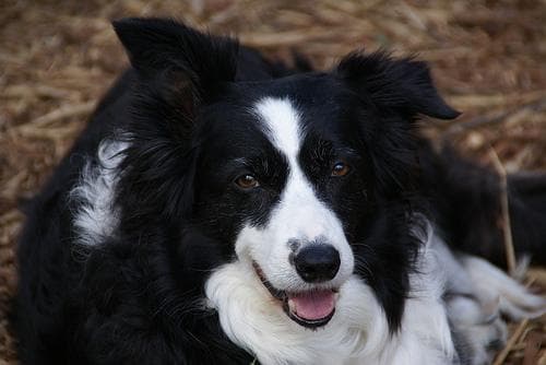 Border Collie