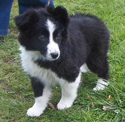 Border Collie