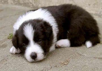 collie