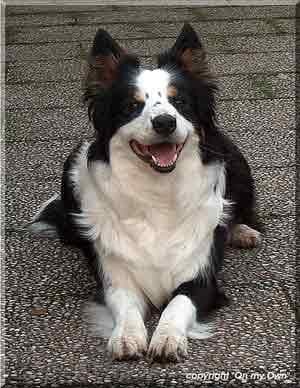 Border Collie