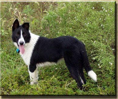 Border Collie