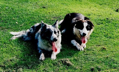 Border Collie