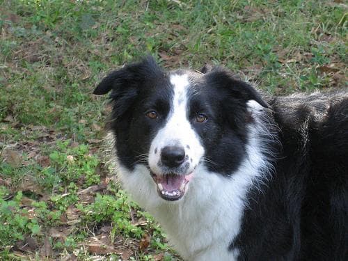 Border Collie