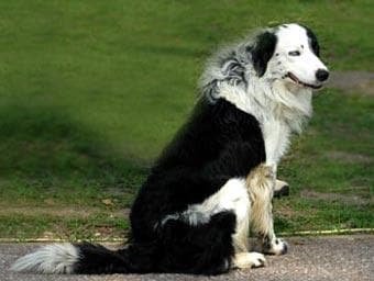 Border Collie