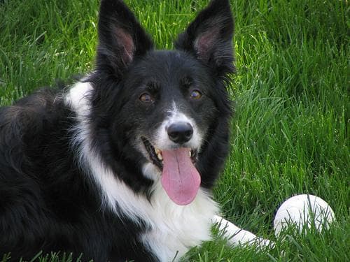 collie