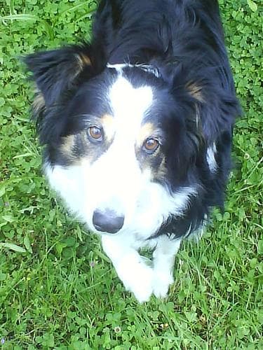 Border Collie