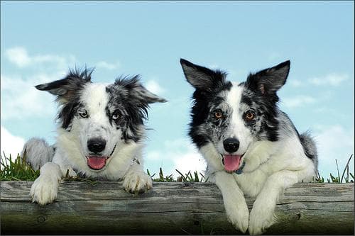 Border Collie