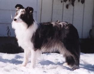 Border Collie
