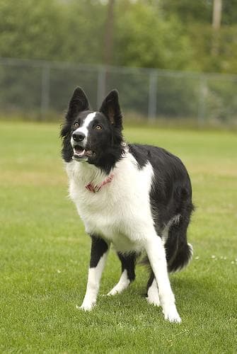 Border Collie