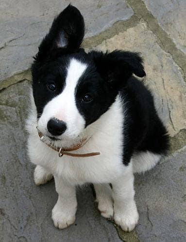Border Collie