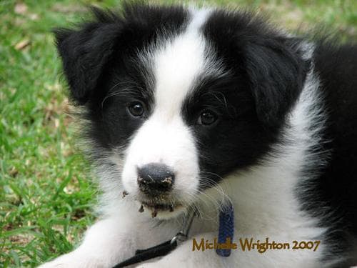 collie