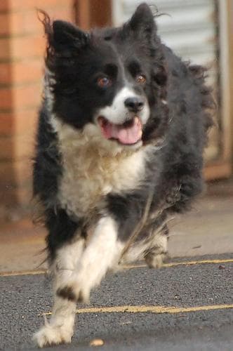 Border Collie